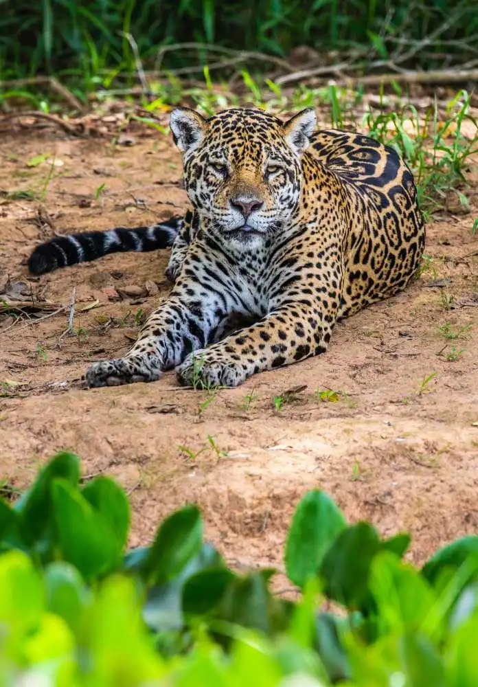 Leopard