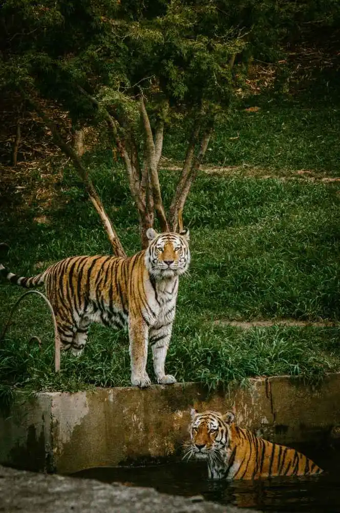 Tadoba Andhari Tiger Reserve Landscape