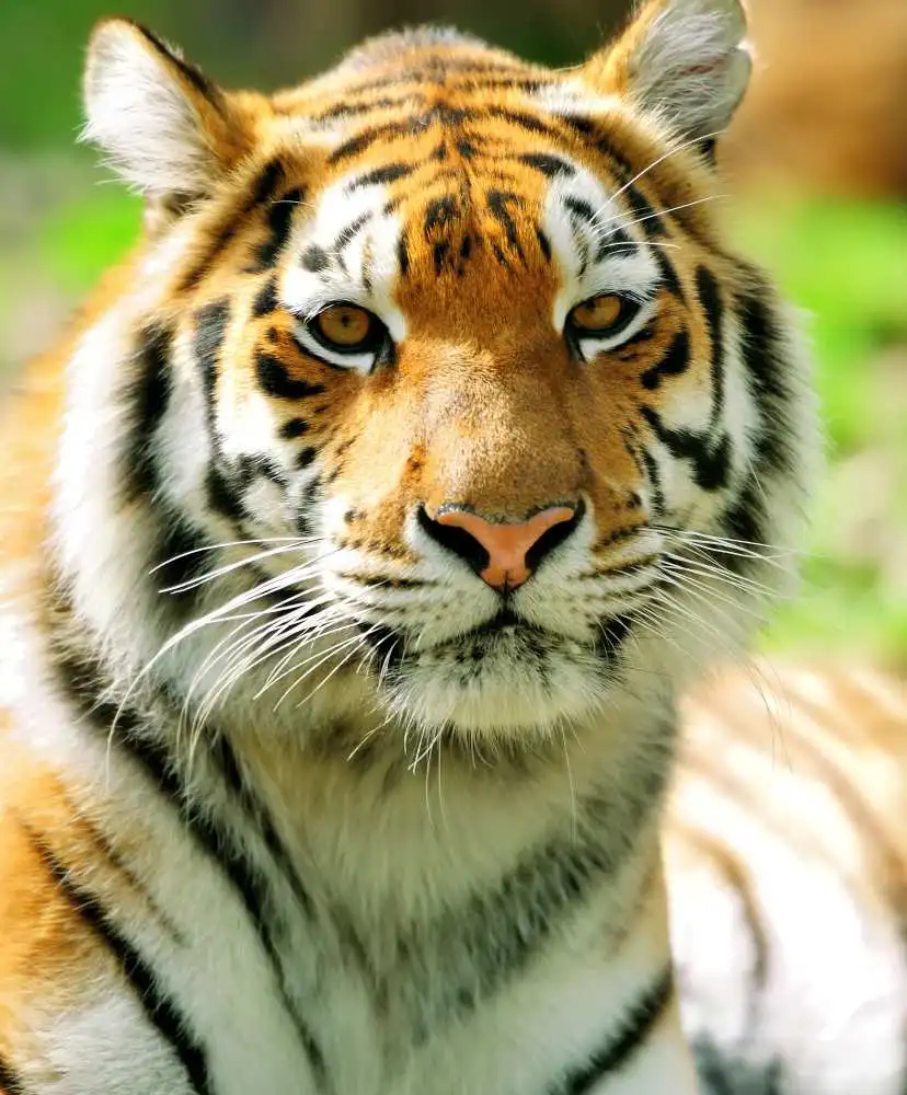 Royal Bengal Tiger