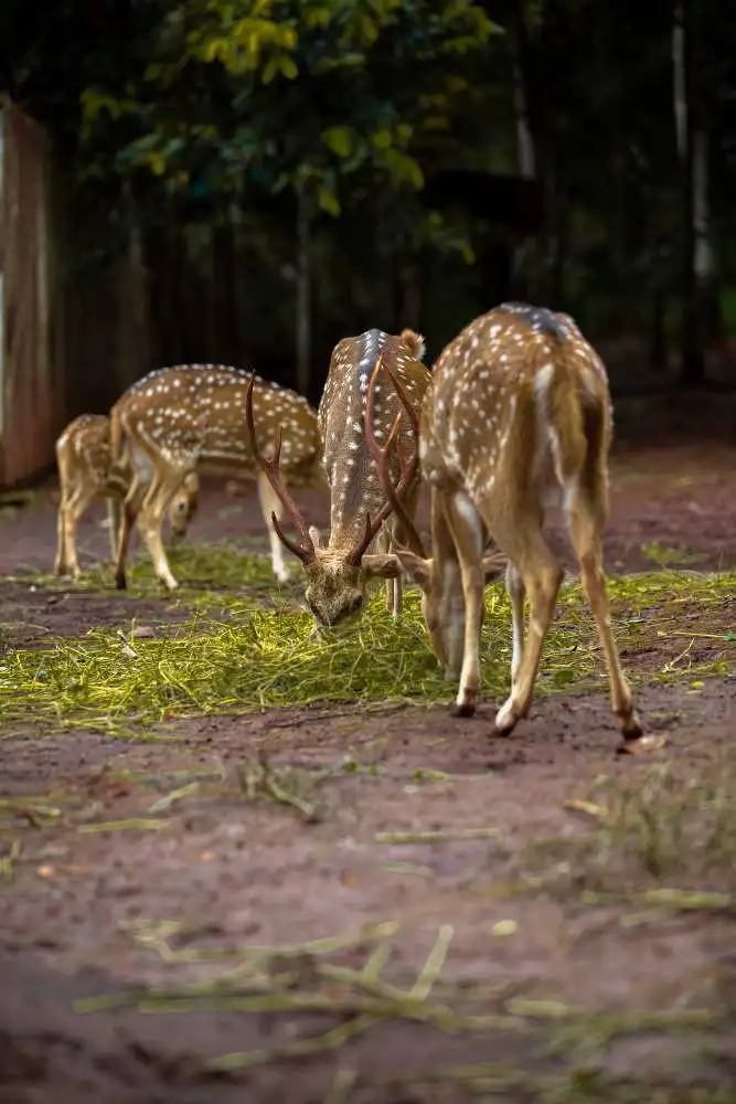 Moharli and Khutwanda Zone