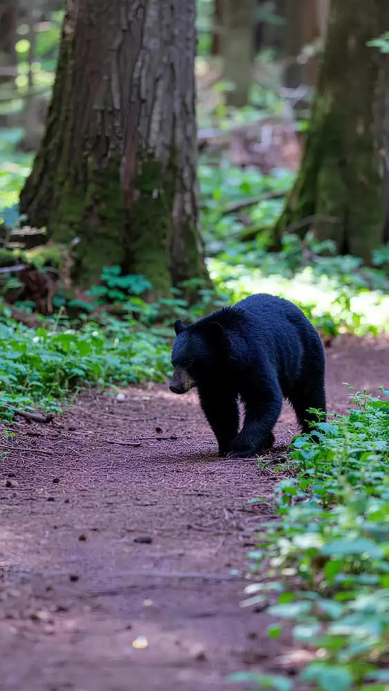 Pangadi and Zari Zone